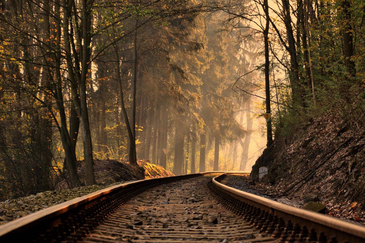 铁路,树木,森林,火车