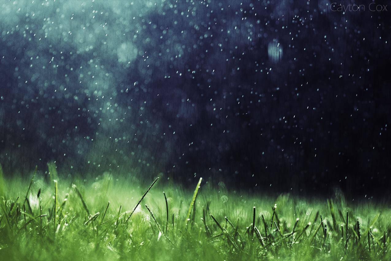 艺术品,自然,雨,草