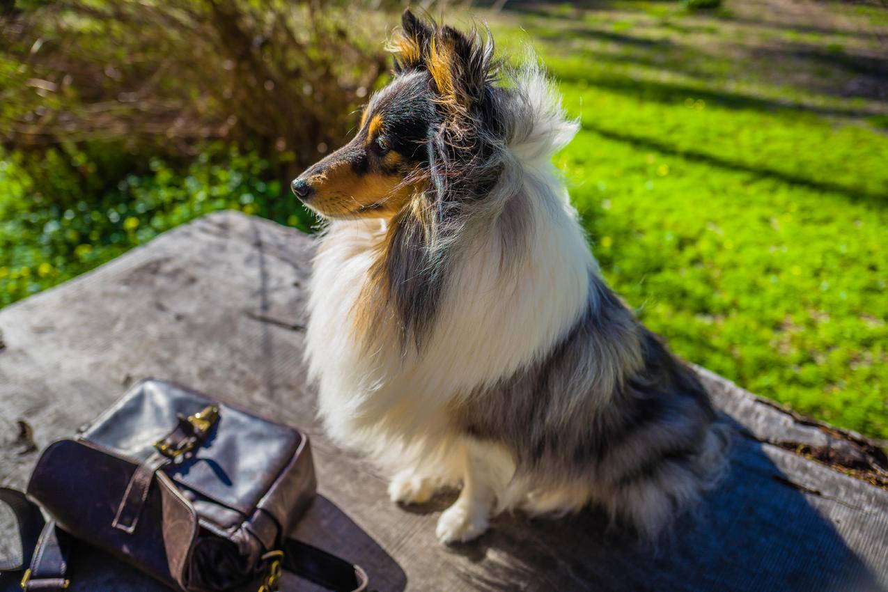 狗,谢兰德牧羊犬,科利犬