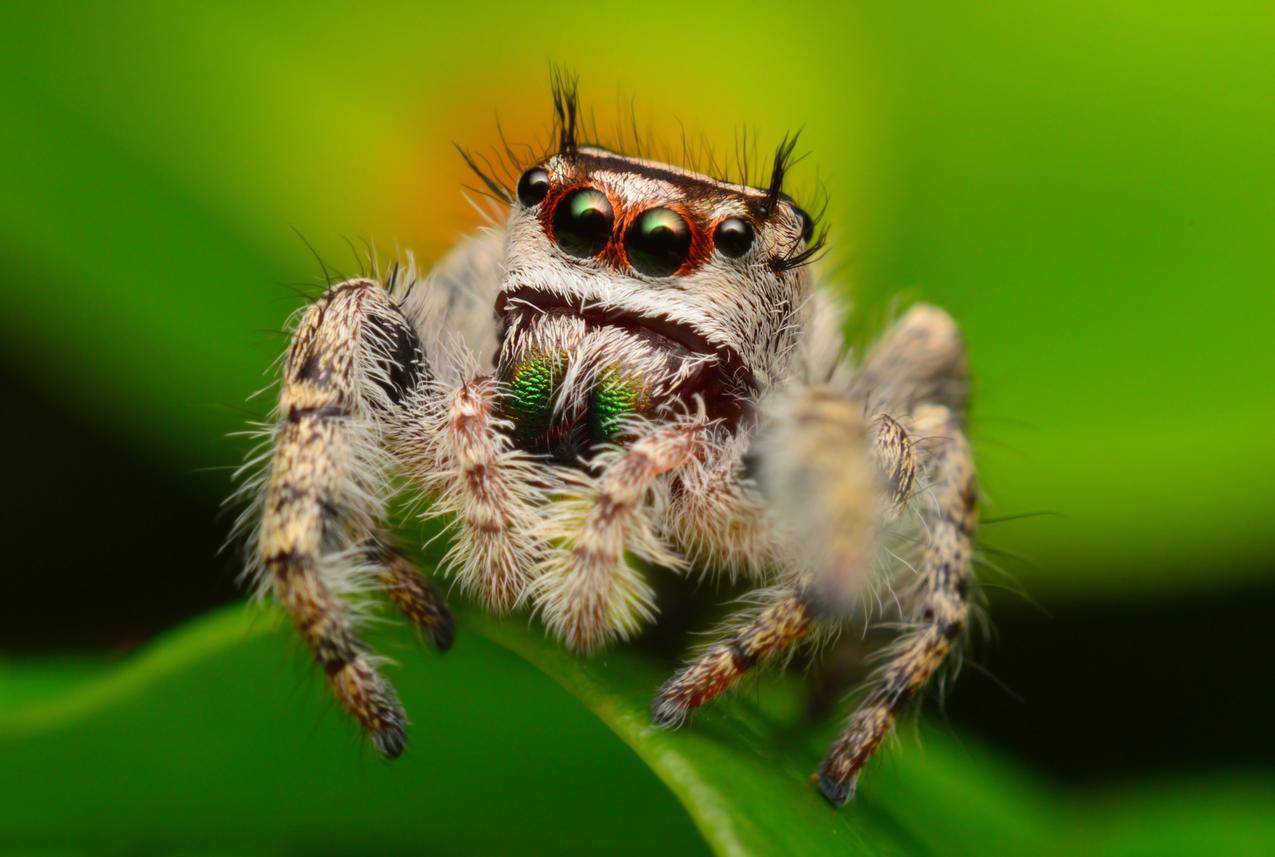 动物,蜘蛛,Arachnids,Salticidae,宏