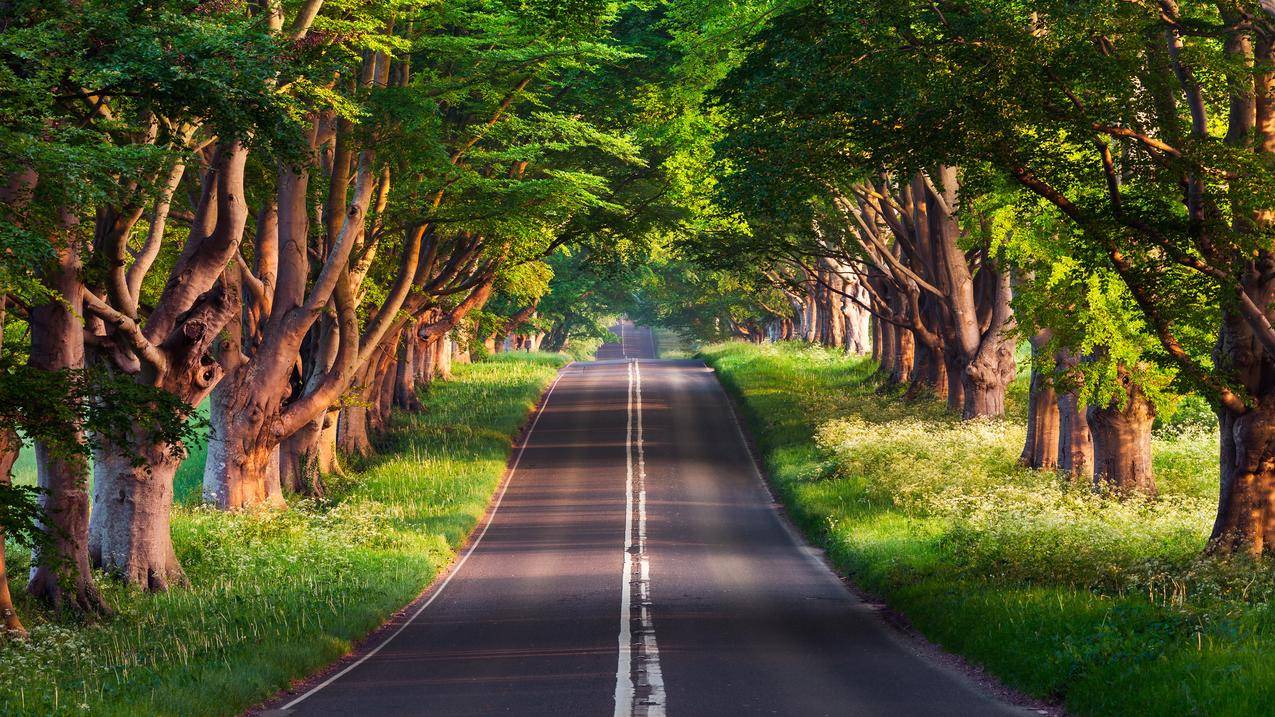 道路树木
