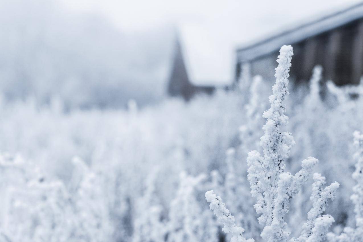 植物,自然,雪