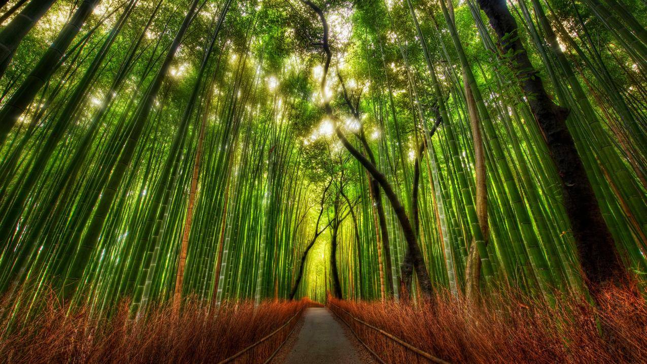 竹林