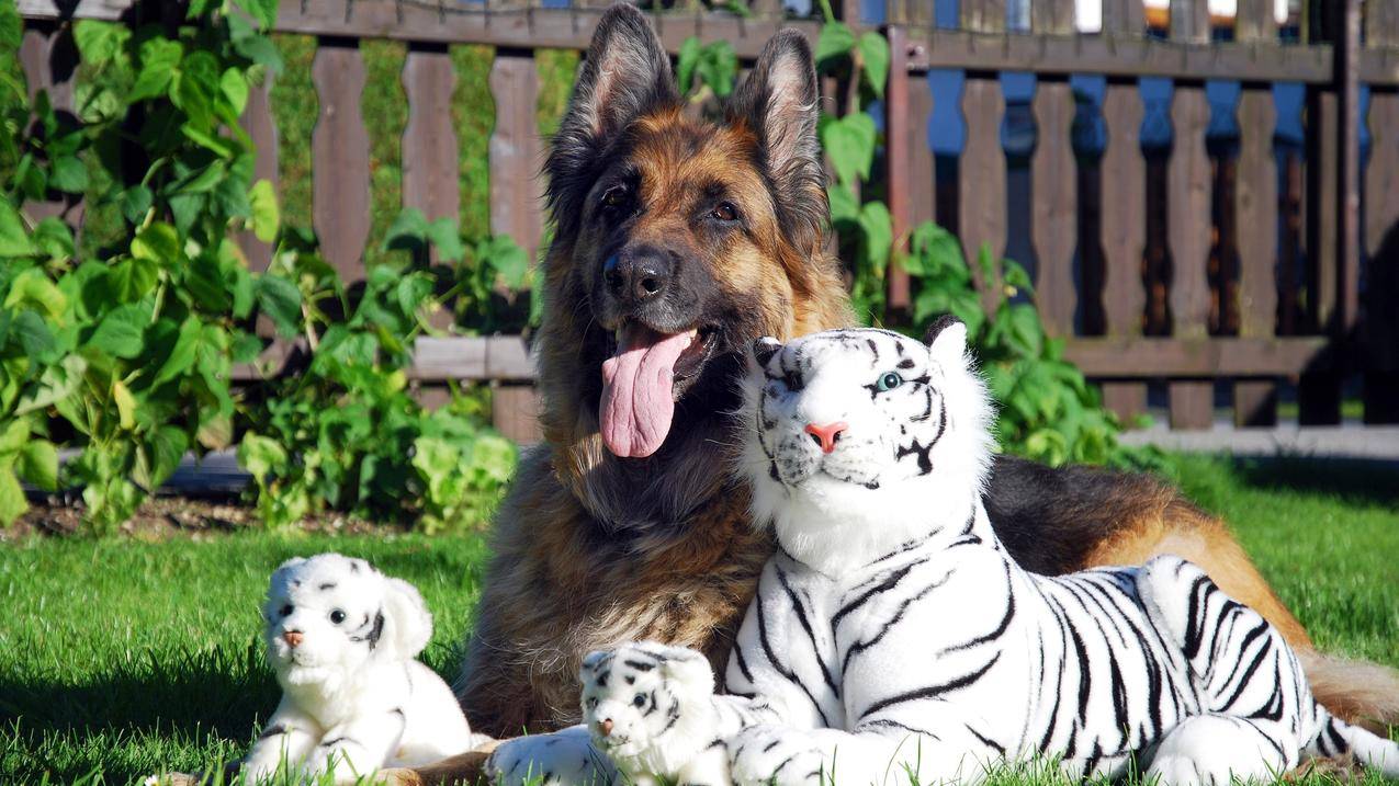 狗,老虎,动物,GermanShepherd,填充动物