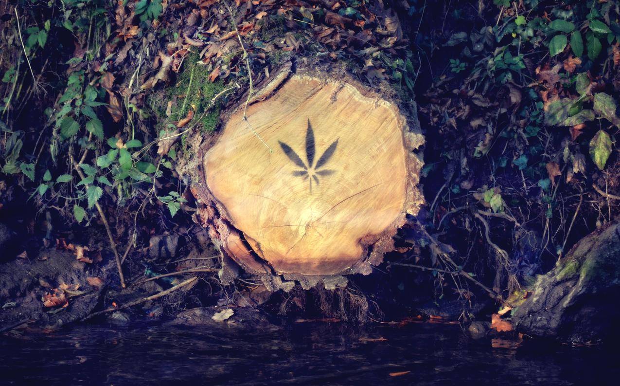 大麻