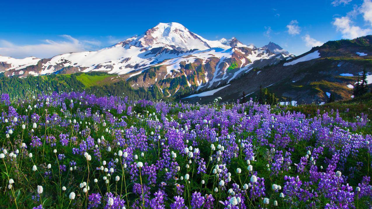 山,花,雪,景