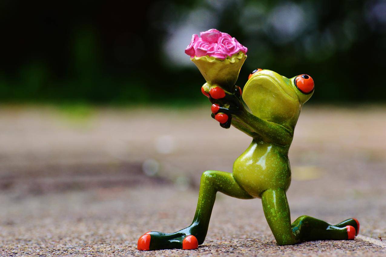 求婚的绿色青蛙模型创意爱情图片