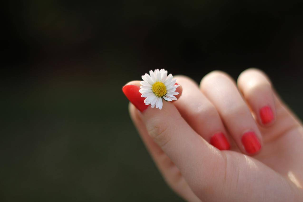 拿雏菊的美丽手指摄影5K壁纸