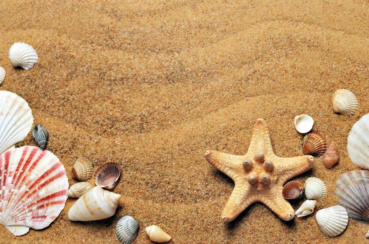 沙滩上的海星4k图片