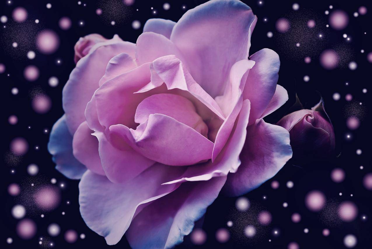 粉红色玫瑰花,幻想,梦幻,4K壁纸