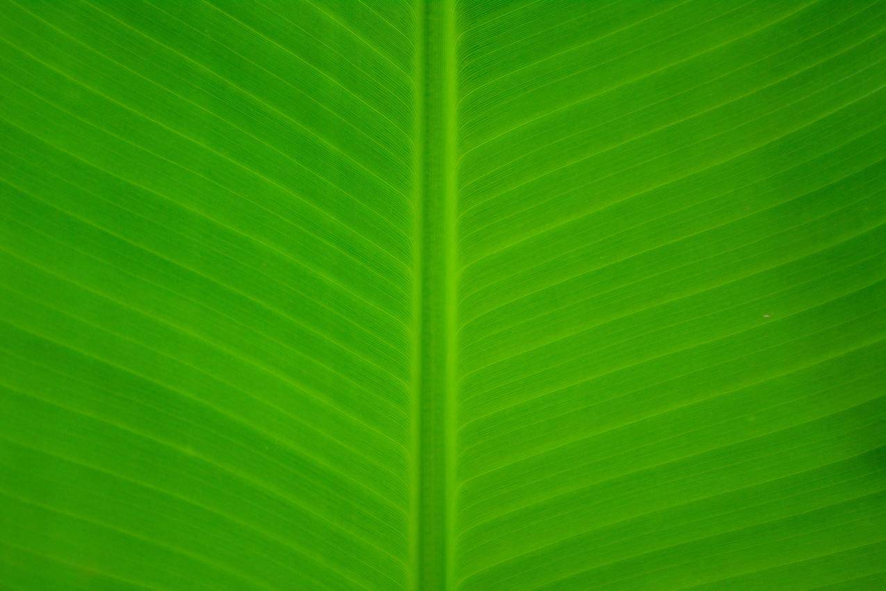 绿色香蕉叶,新鲜,柬埔寨,自然,4K壁纸