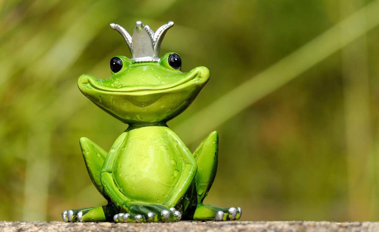 可爱青蛙,乐趣,创意搞笑的动物4k图片