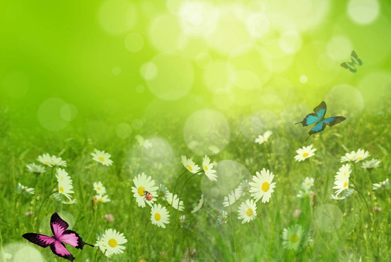 夏天,雏菊,瓢虫,蝴蝶,自然,绿色清新高清背景图片