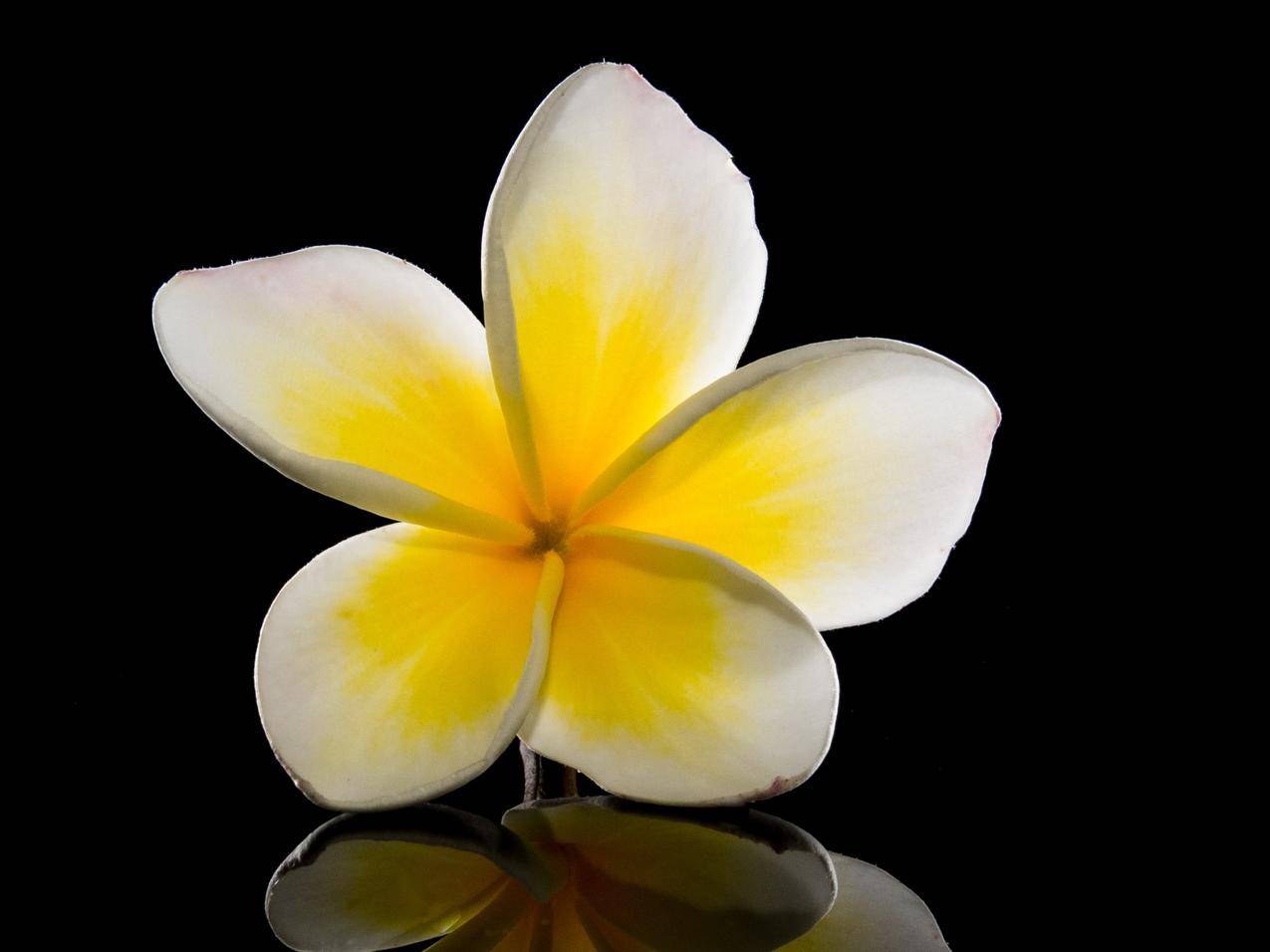 花,白黄色,素馨花4k图片壁纸