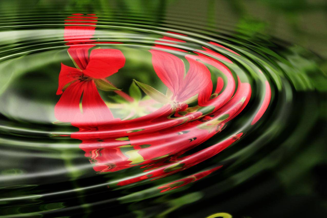 天竺葵,水波,水环,波圆圈,背景图像,4K背景图片