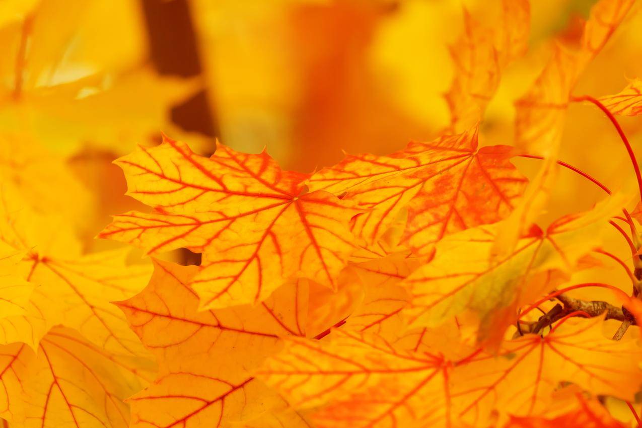 秋天,背景,颜色,秋天,叶子,枫叶,自然,5K壁纸