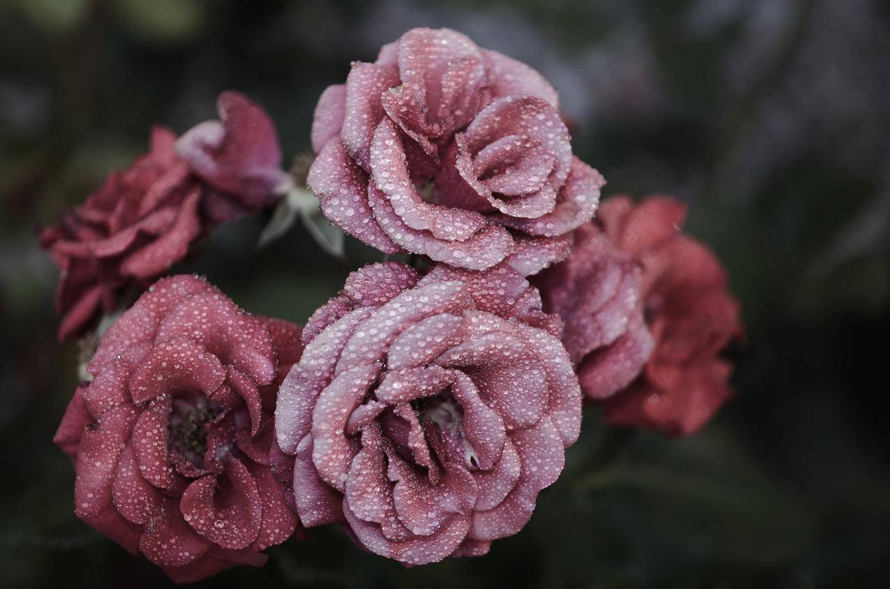 玫瑰花,粉红色,自然,水滴,水珠,4K图片