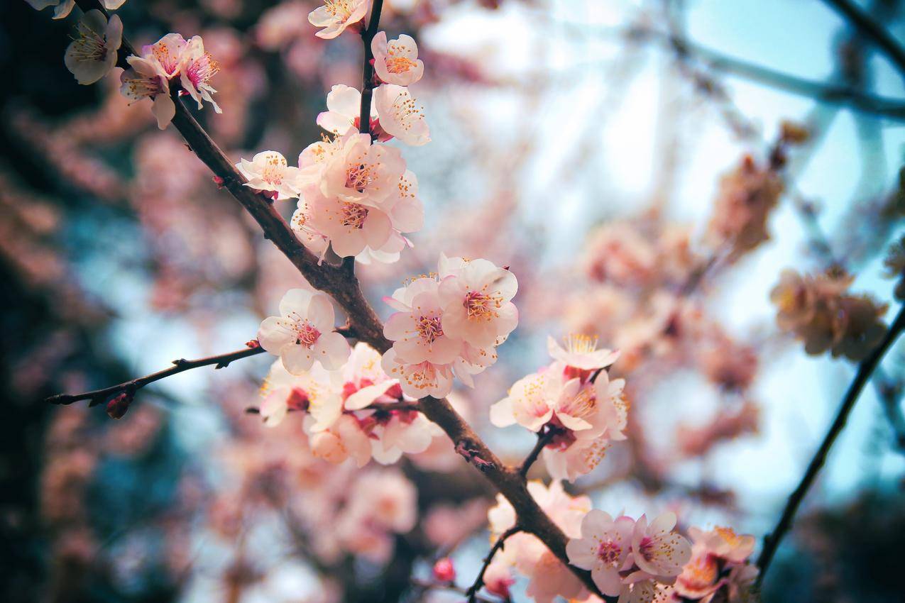 樱花盛开5k图片