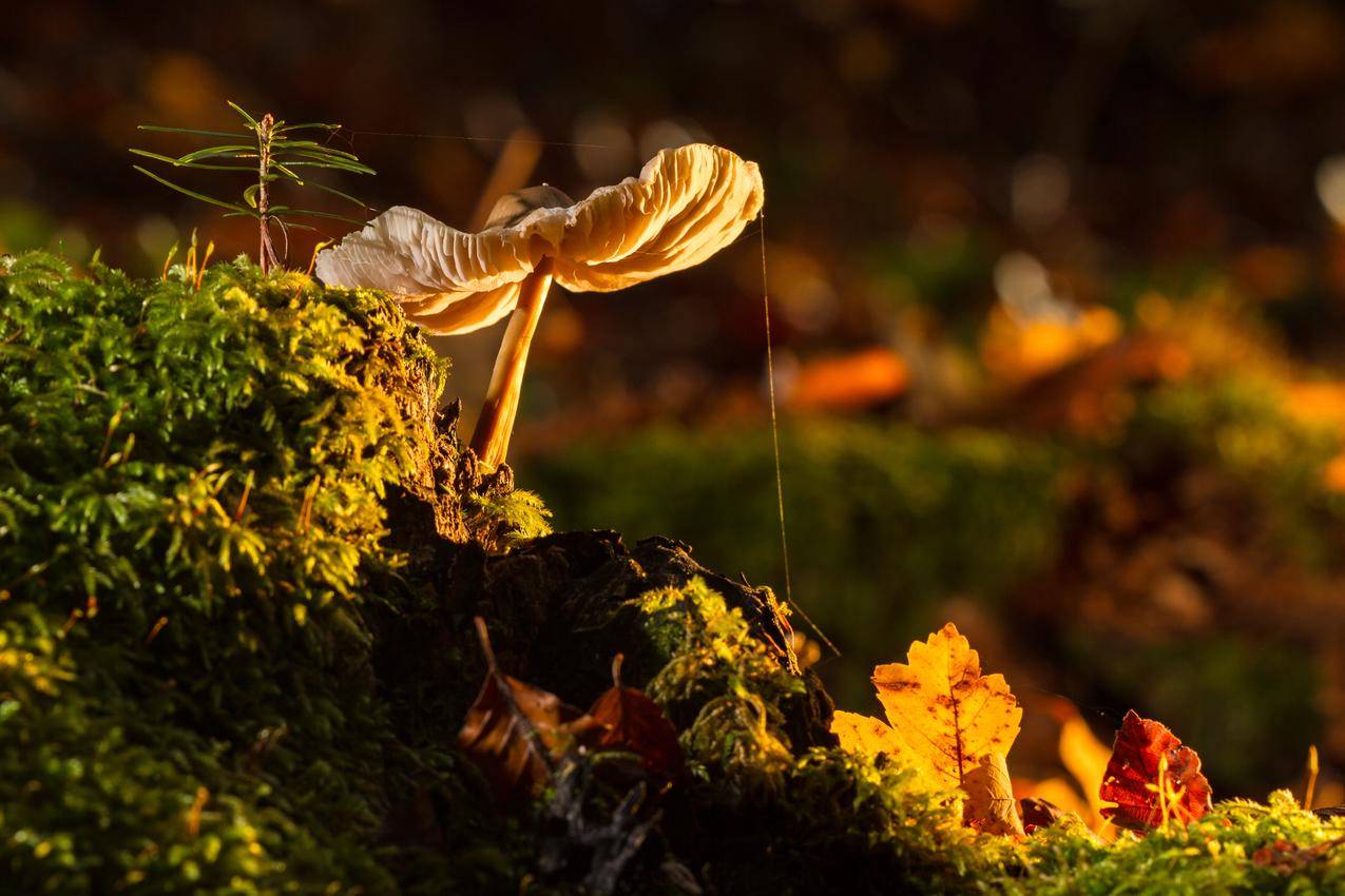 蘑菇,树菌,4k图片