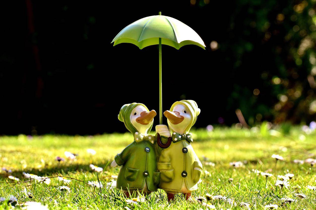 两只鸭子,阳伞,可爱,草地,太阳,6K图片