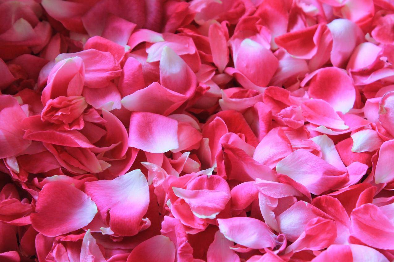 一堆粉色的玫瑰花瓣4k背景图片