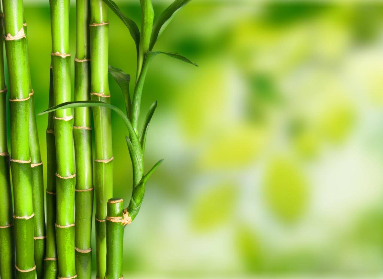 竹子绿色清新4k背景图片