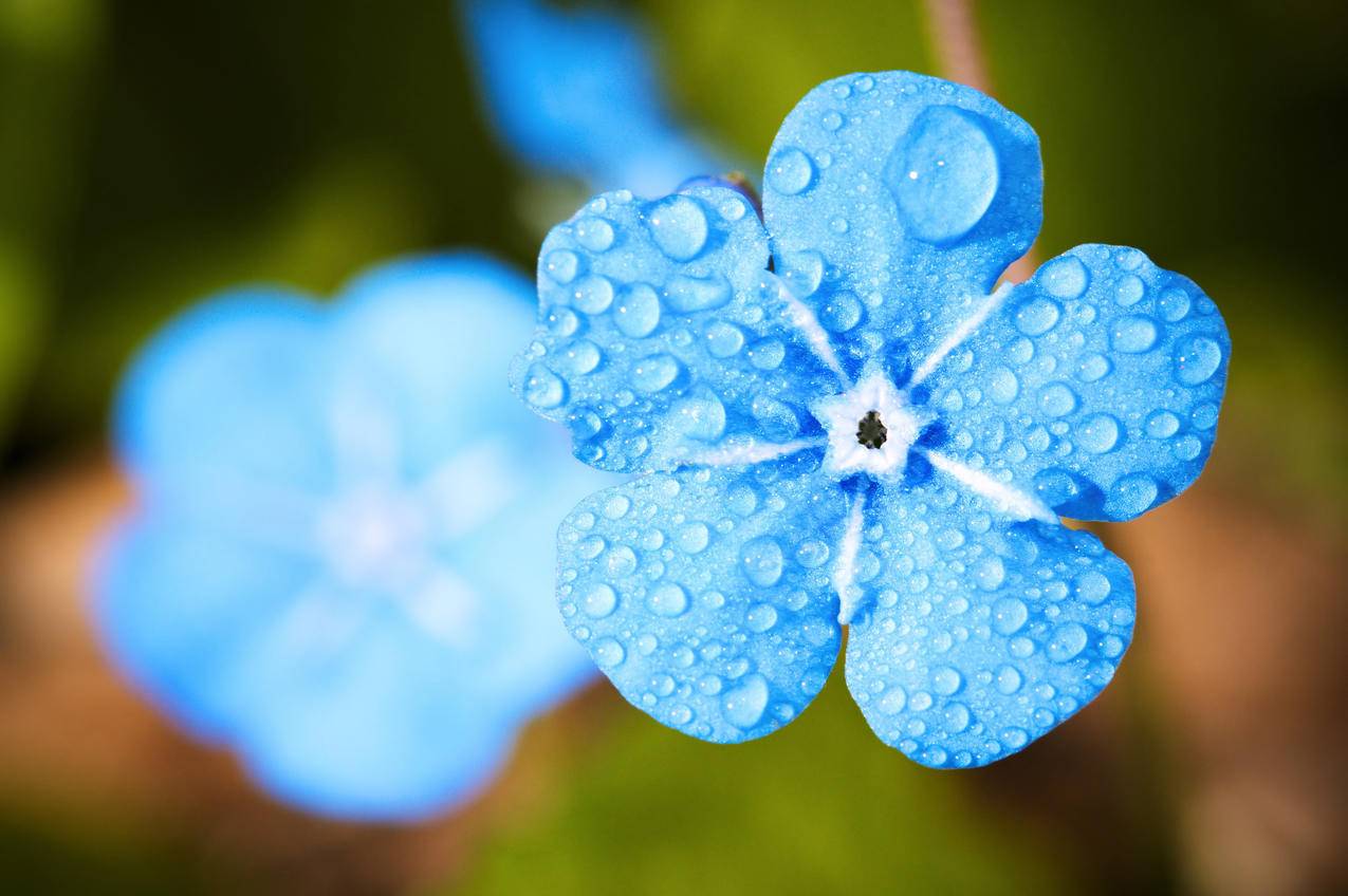 忘记,滴,水雨露水,开花,夏季,4K壁纸