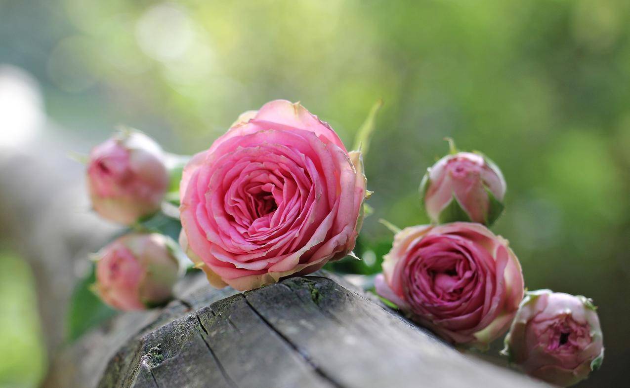 玫瑰,粉红色的玫瑰,鲜花4K壁纸