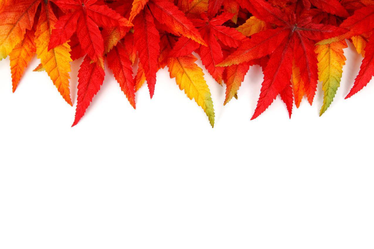 秋天,红叶,叶子,5K背景图片