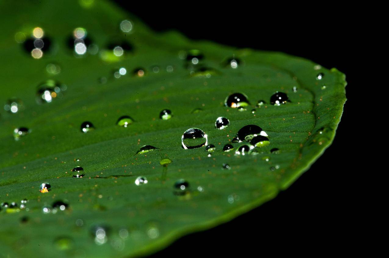 水滴,叶子,4k图片