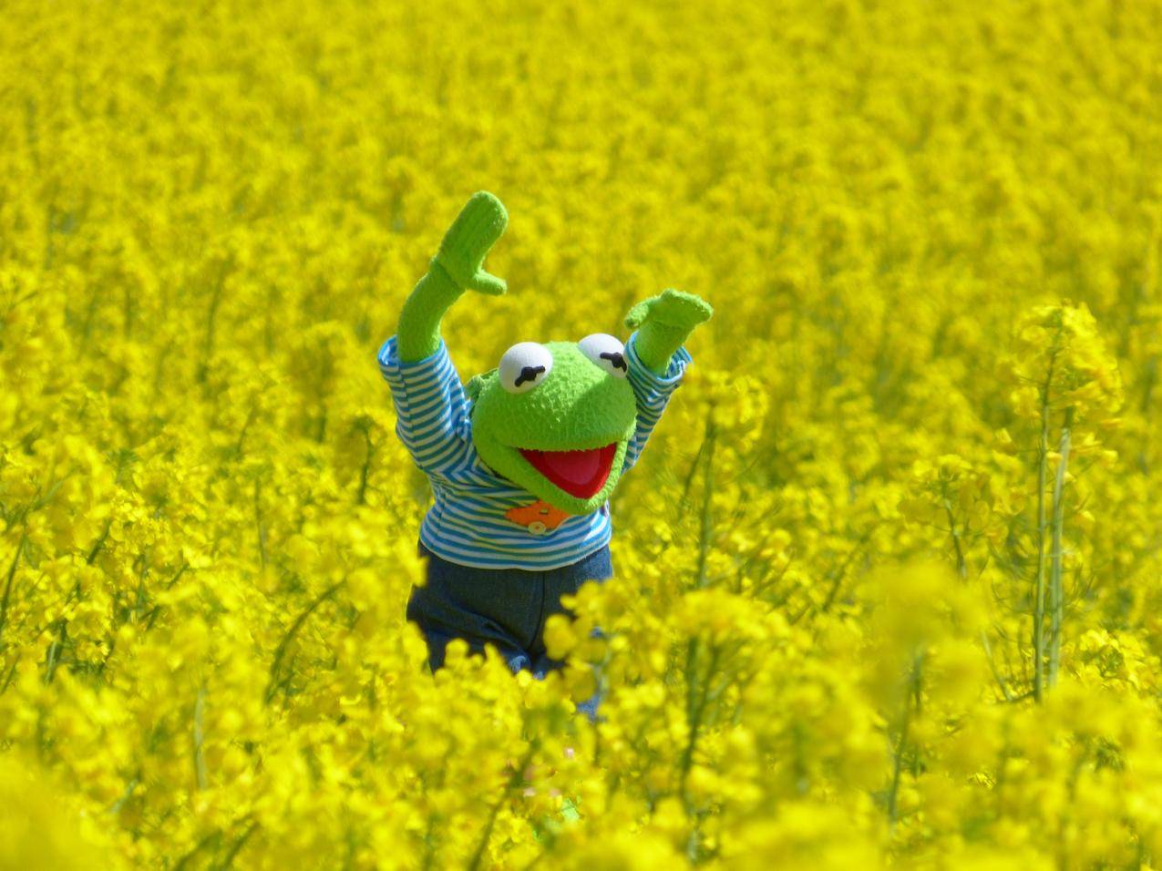 油菜籽场,可爱青蛙,4k图片