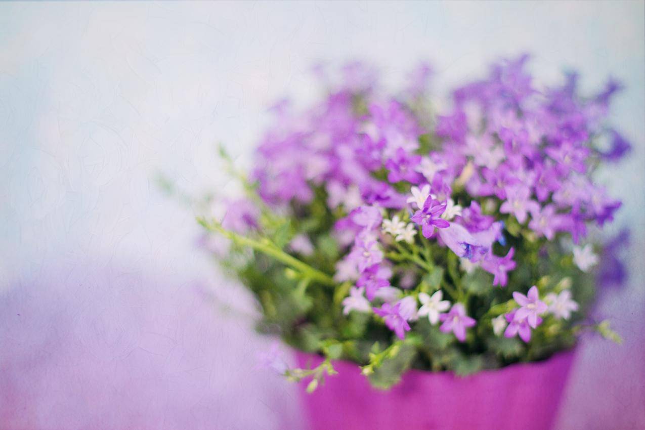 紫色花朵,花束,5K图片