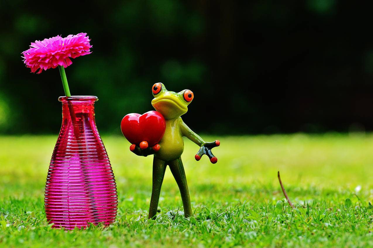 青蛙,爱情,情人节,花瓶,花,爱心,一起浪漫,4k图片