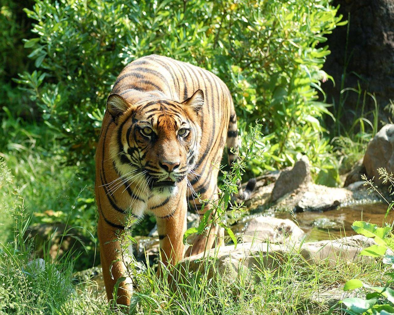 cc0免费可商用动物图片,老虎,野生动物,大猫