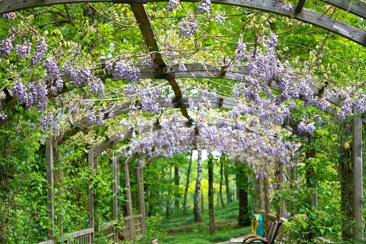 花园花架上的紫藤图片