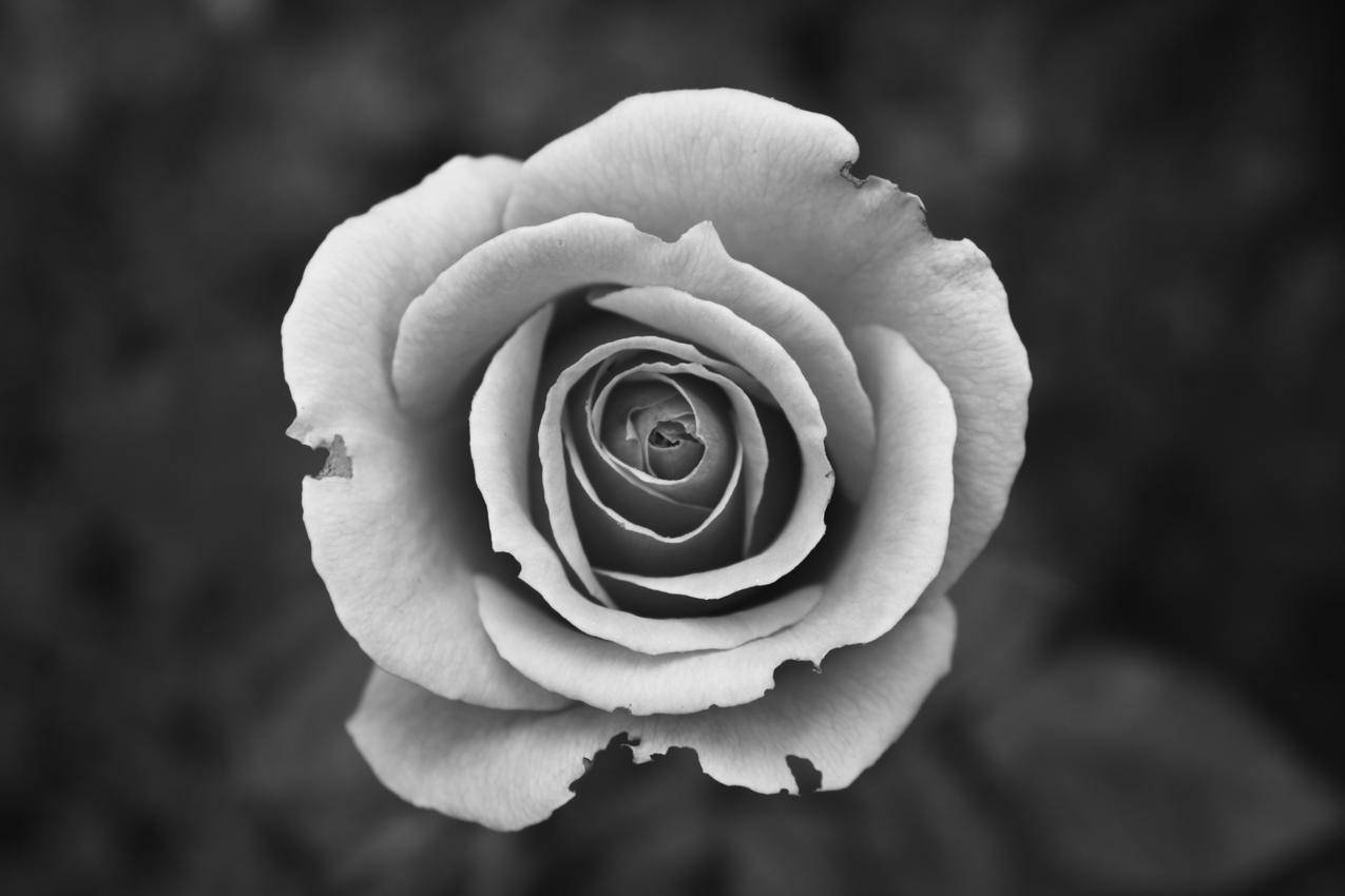 免费的黑白照片,爱情,花瓣,特写镜头
