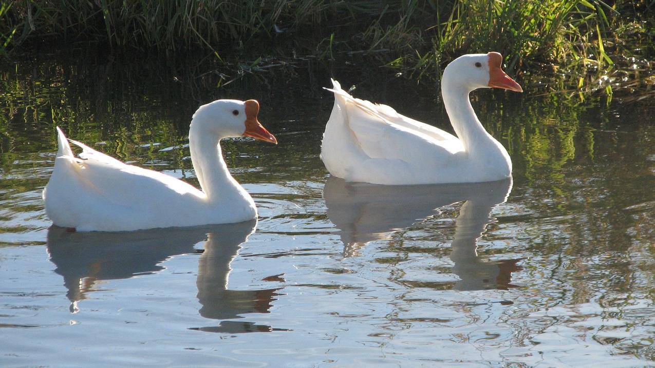 池塘里的两只白鹅图片