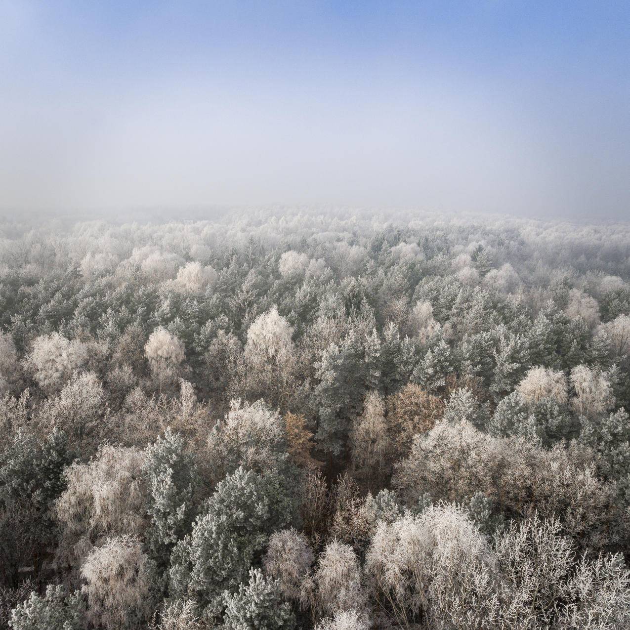 cc0免费可商用的冷,雪,木,景高清图片