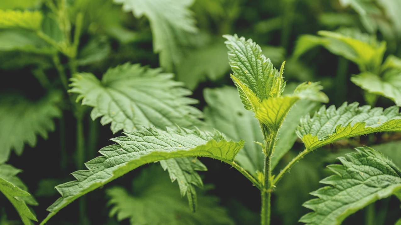 自然,模糊,树叶,植物cc0可商用图片