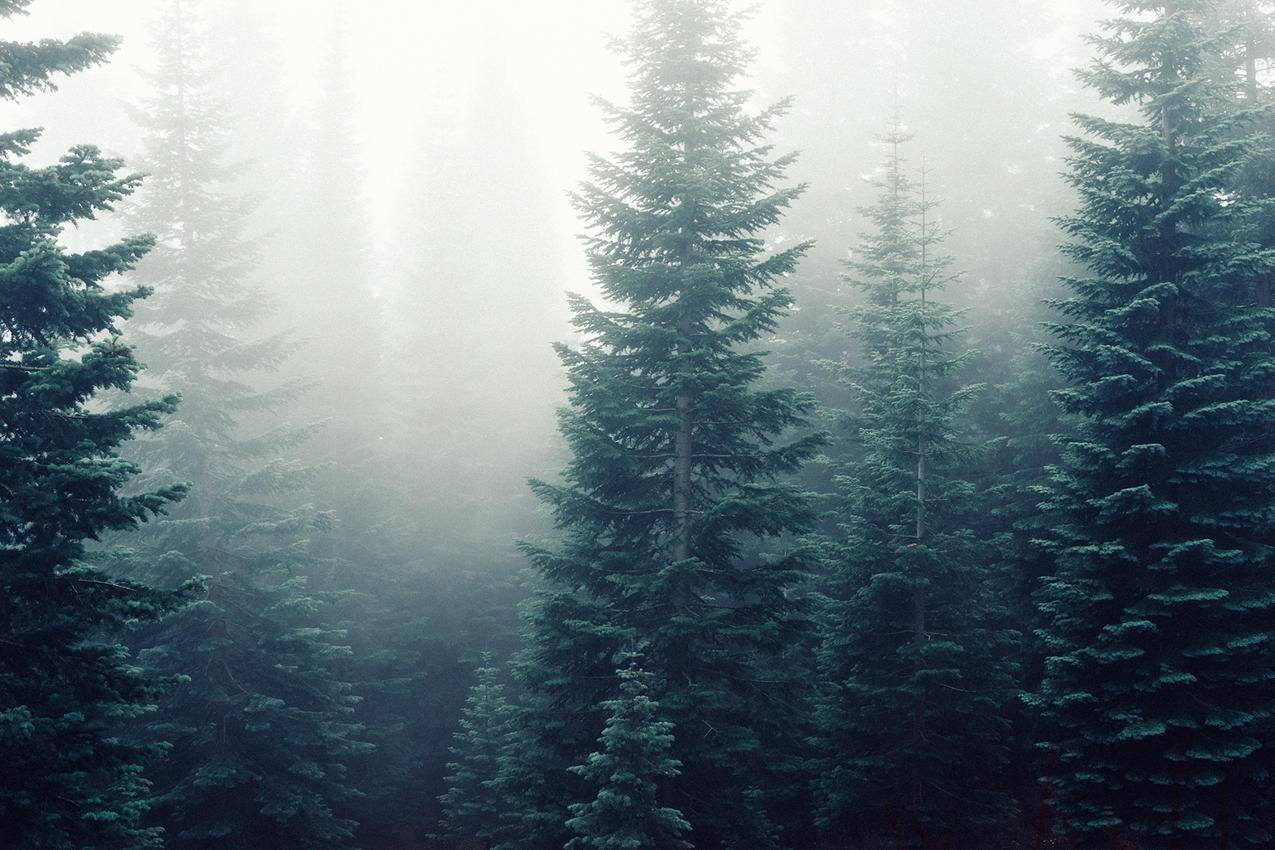 森林,树木,雾,雾的cc0可商用图片