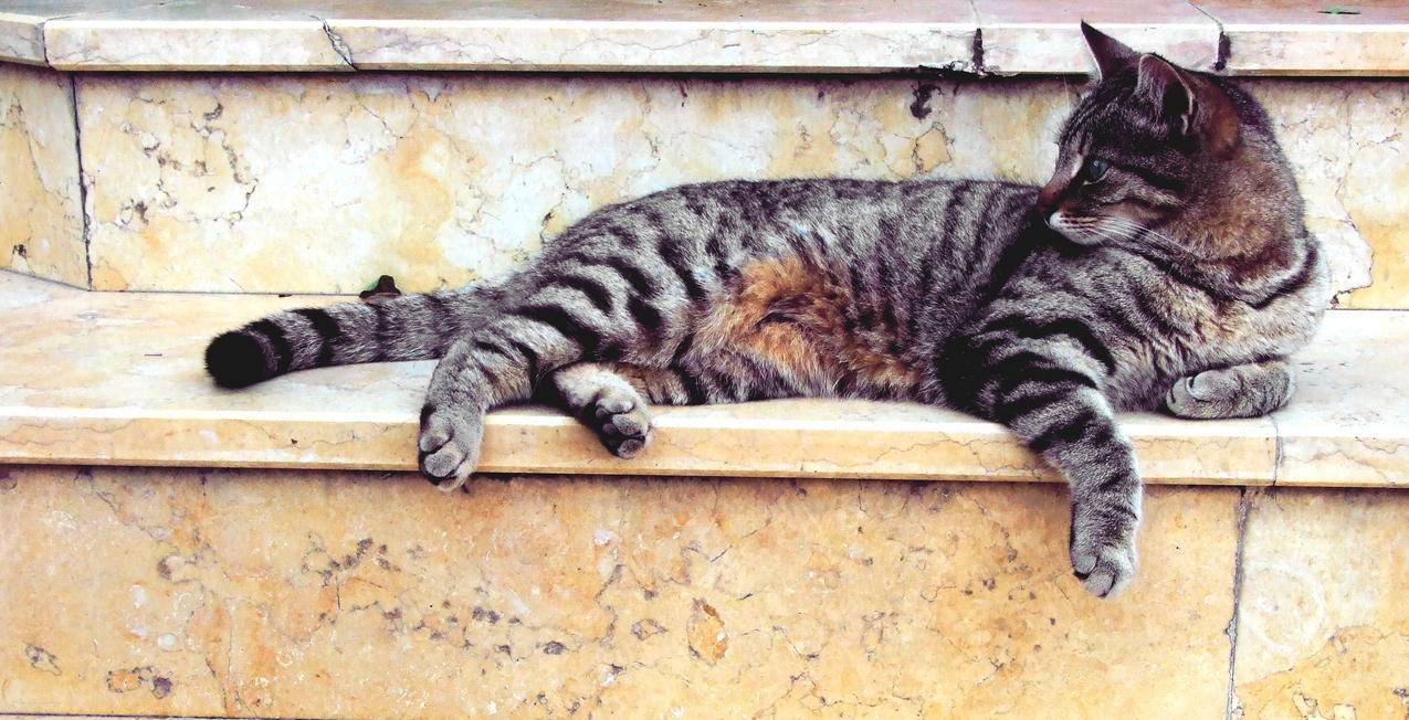 灰猫躺在大理石楼梯上
