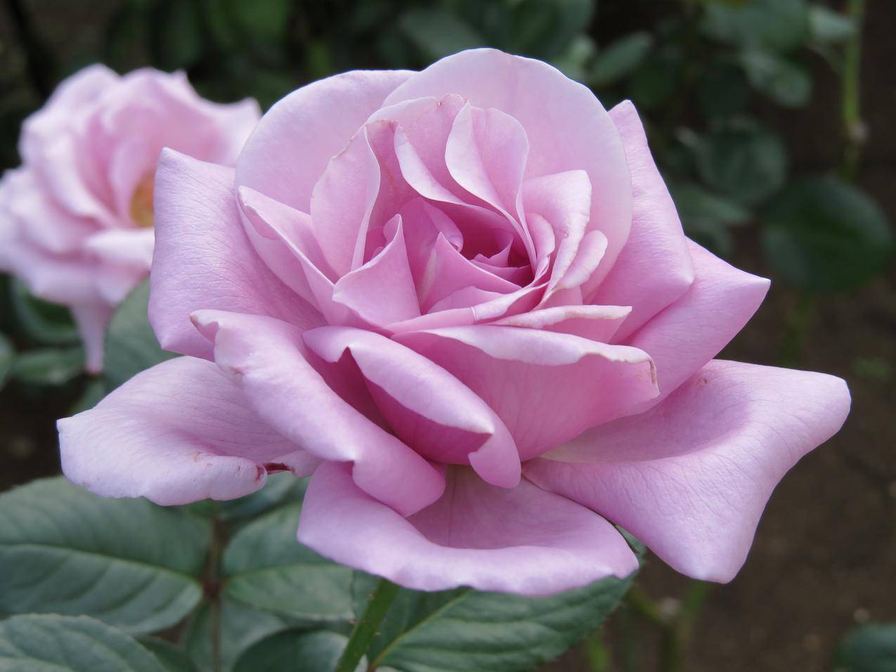 粉色的玫瑰花花朵高清壁纸