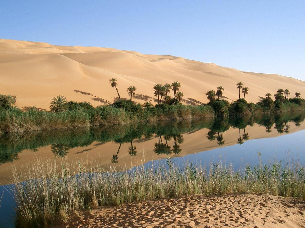 沙漠绿洲,沙漠中的植被与水的图片