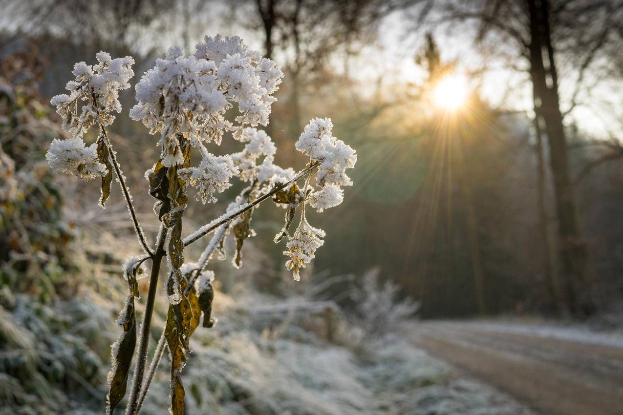 cc0可商用的冷,雪,景,自然高清大图