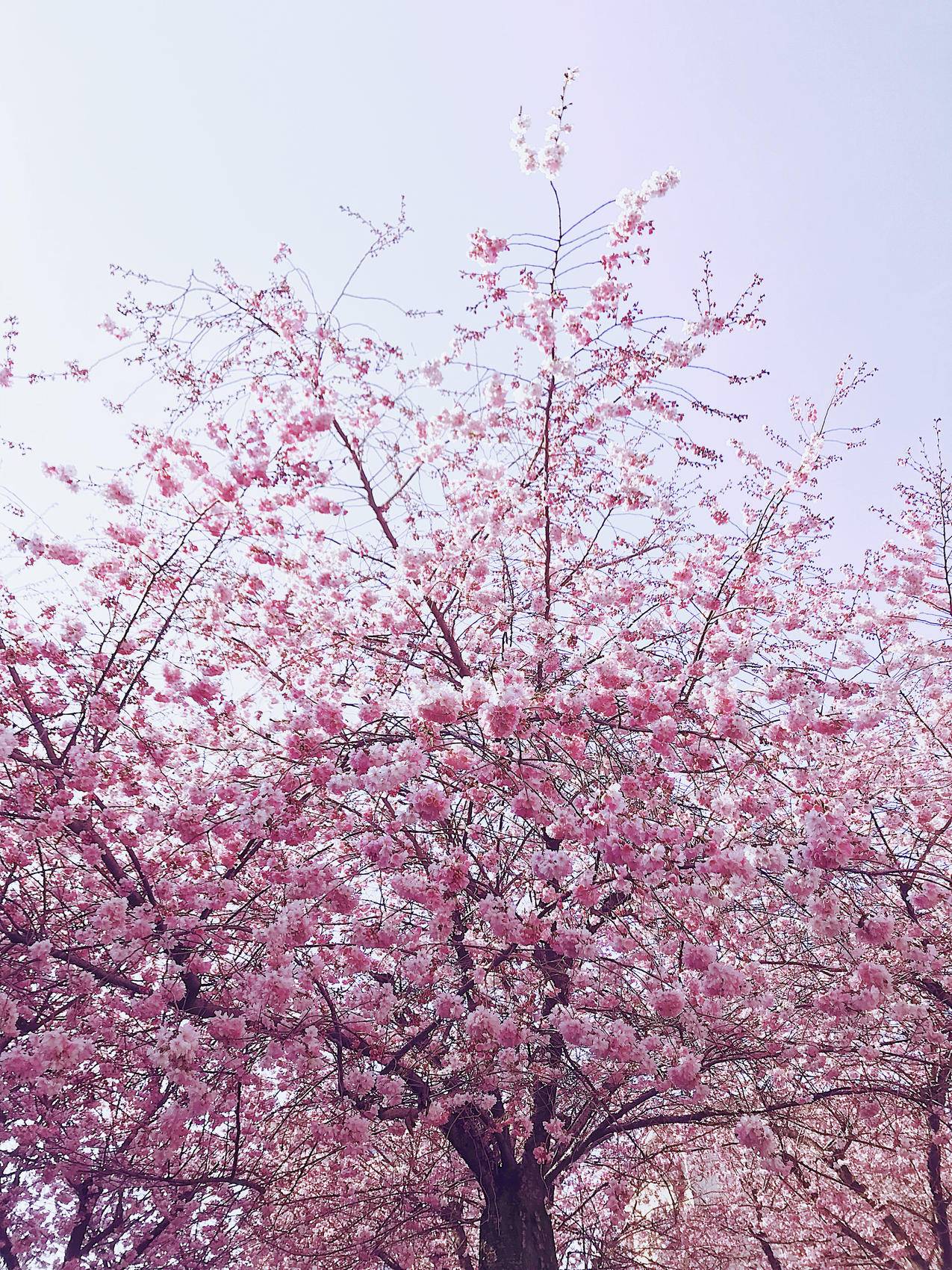 樱花树高清图片