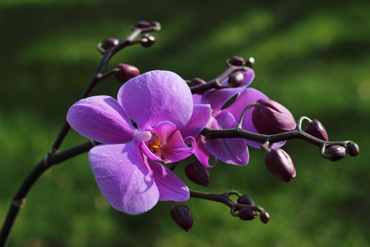 紫色的蝴蝶兰花高清图片