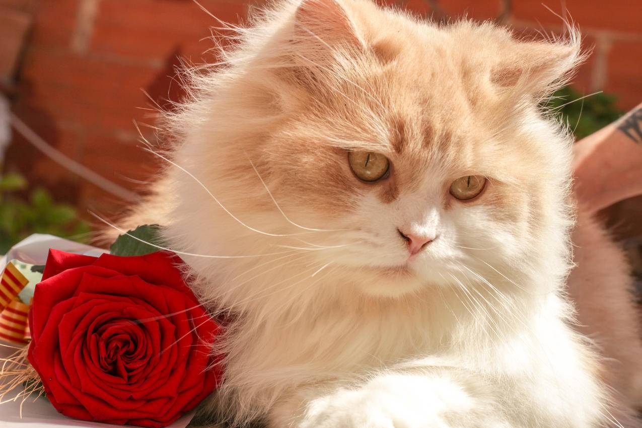 红玫瑰旁边的白色和米色波斯猫