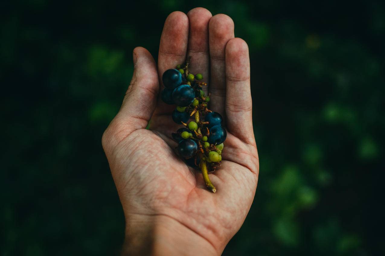 手上的小枝上的蓝莓