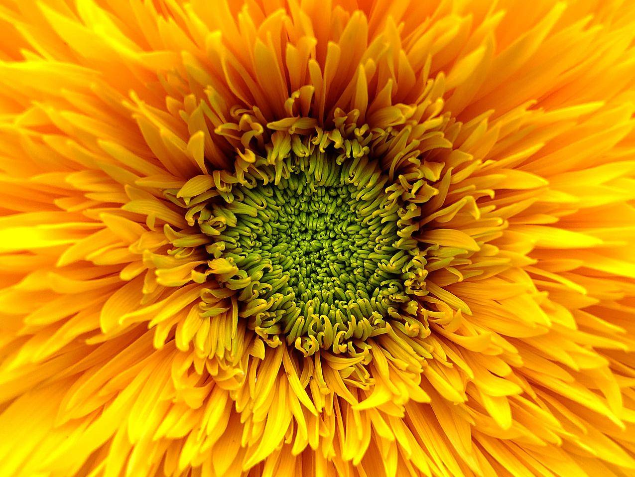 cc0可商用的自然照片,夏天,黄色,花瓣