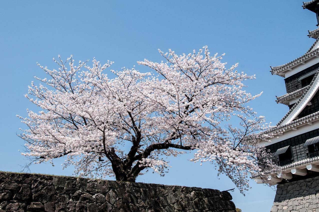 日本樱花树高清图片